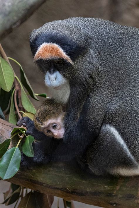 San Diego Zoo welcomes baby De Brazza's Monkey, a first in 26 years